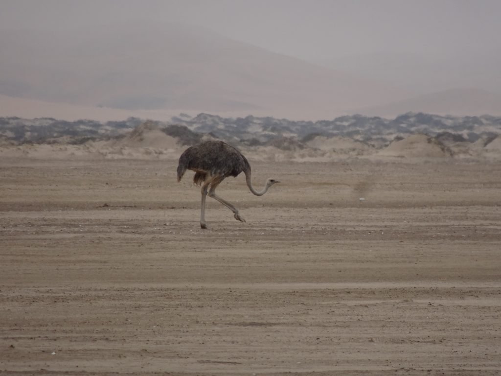 Ostrich in Walvis Bay