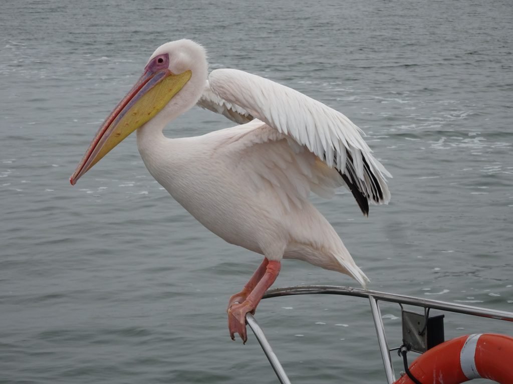 Pelican on the boat in Namibia