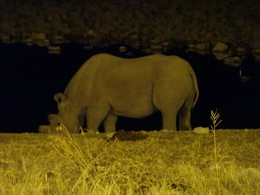 Rhinos at Okaukuejo