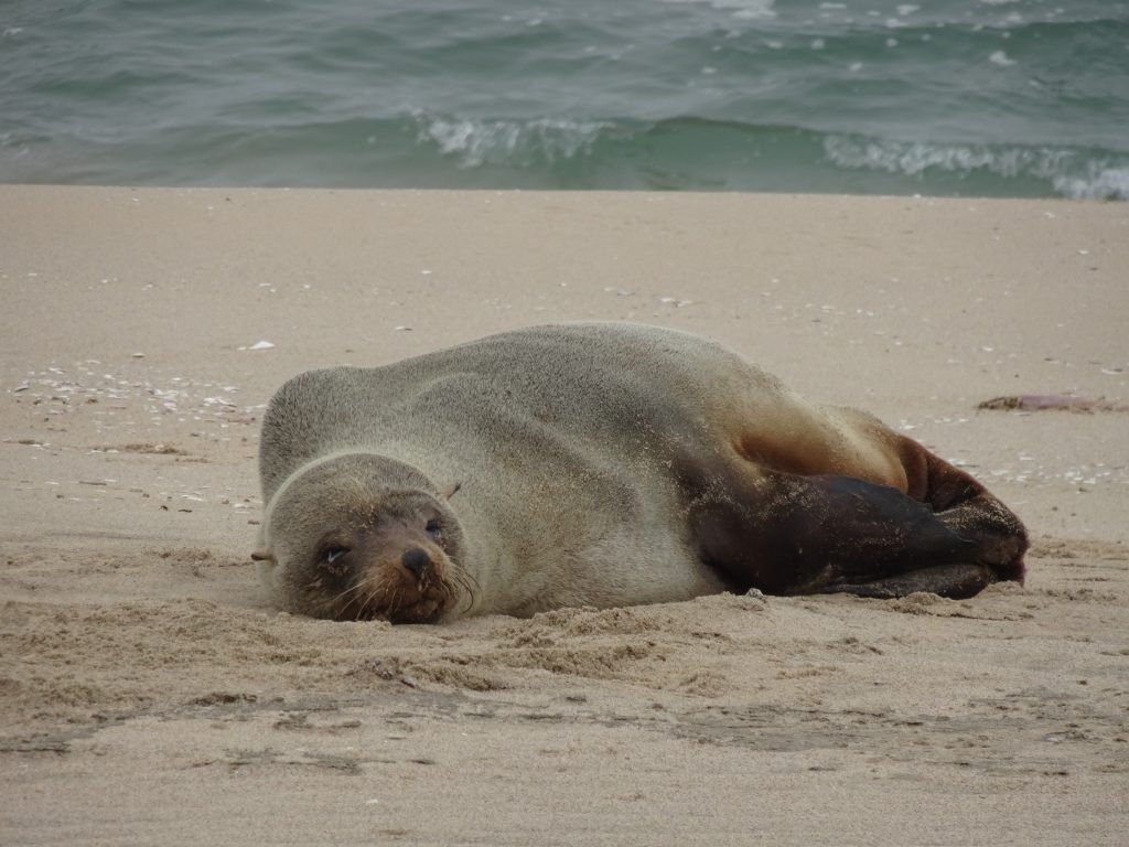 Seal in Walvis Bay