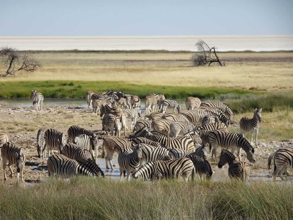 Tons of Zebras in Etosha in Namibia