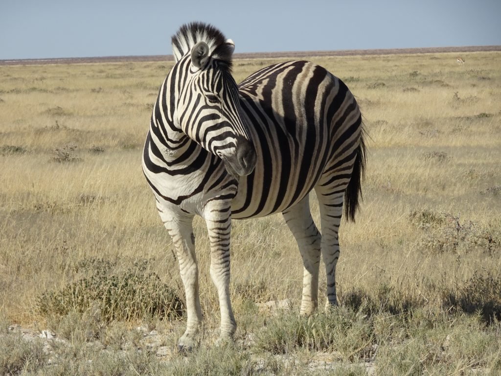 Zebra in Etosha National Park in Namibia
