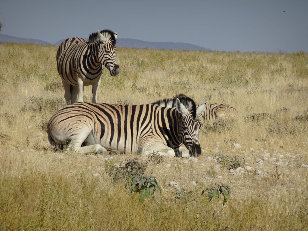 Zebra sitting in Etosha