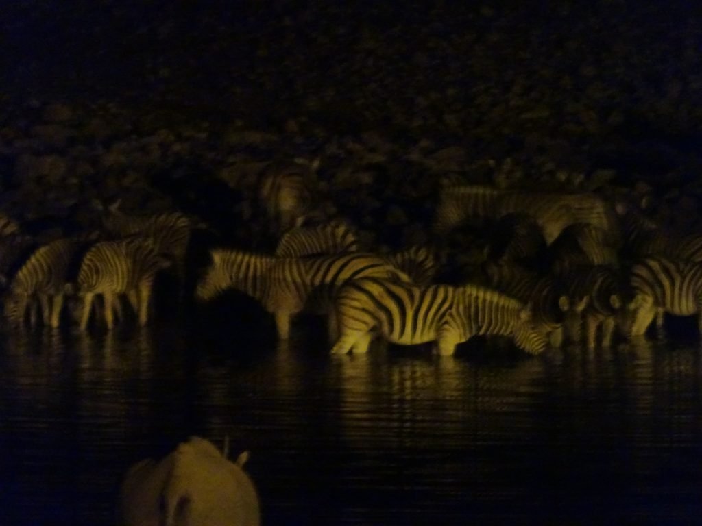 Zebras at Okaukuejo