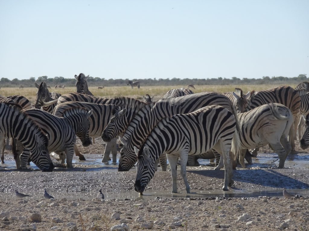 Zebras at Okondeka Waterhole