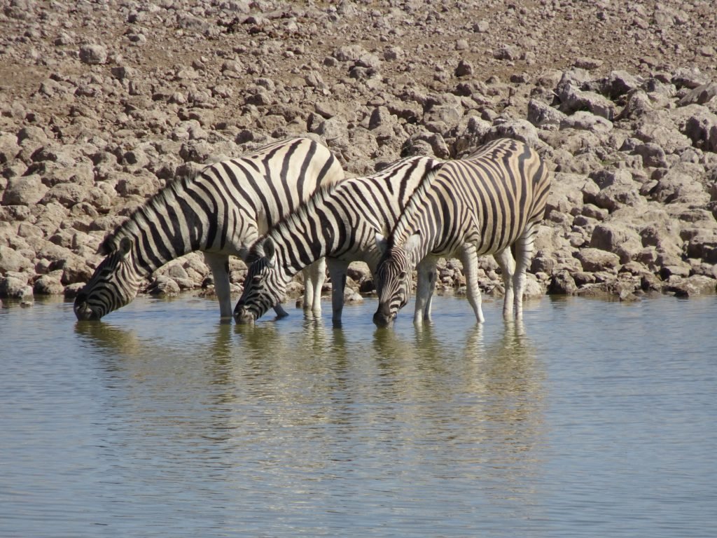 Zebras drinking water in Etosha in namibia