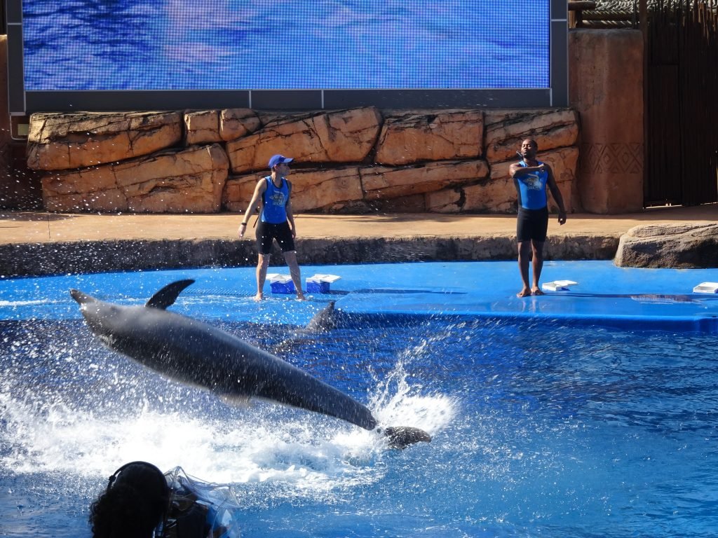 Dolphins jumping at Ushaka Marine