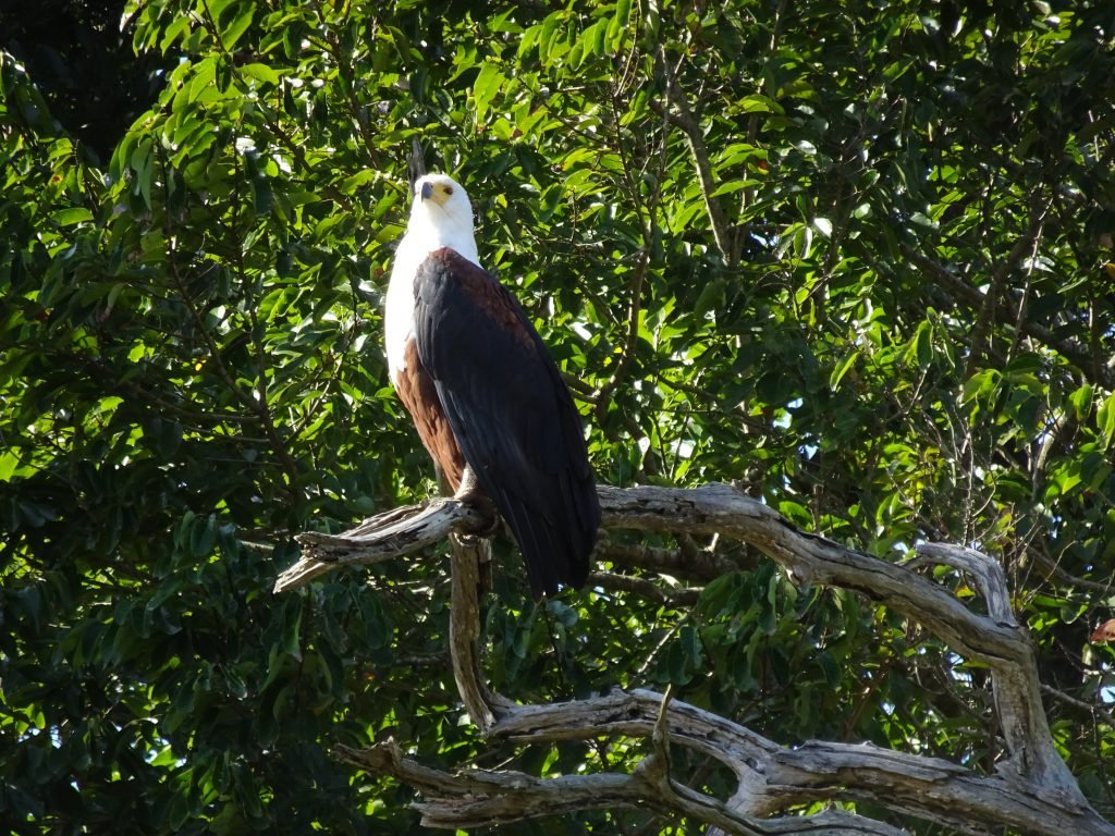 Eagle in St Lucia Estuary