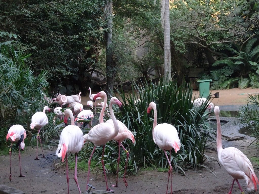 Flamingos at Umgeni River Bird Park