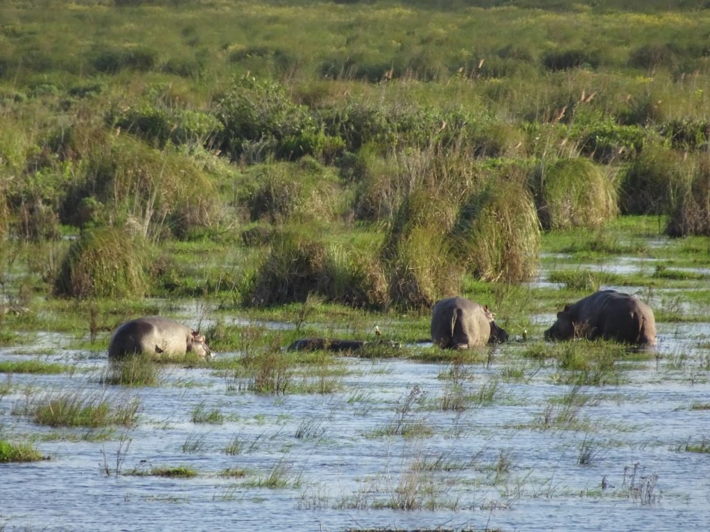 Hippos at iSimangaliso