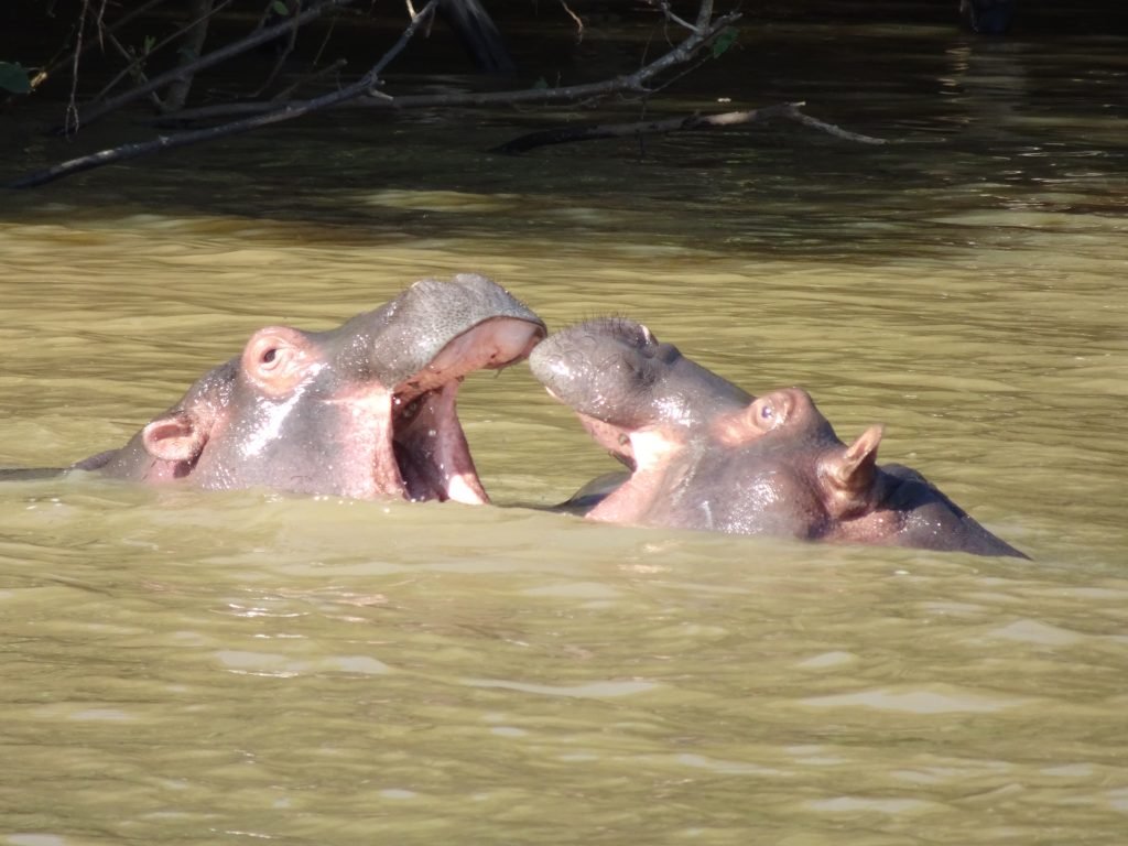Hippos fighting in St Lucia