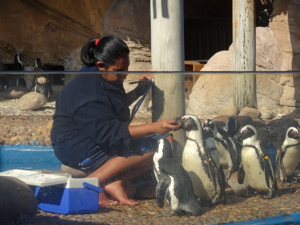Penguin presentation at uShaka Marine Park