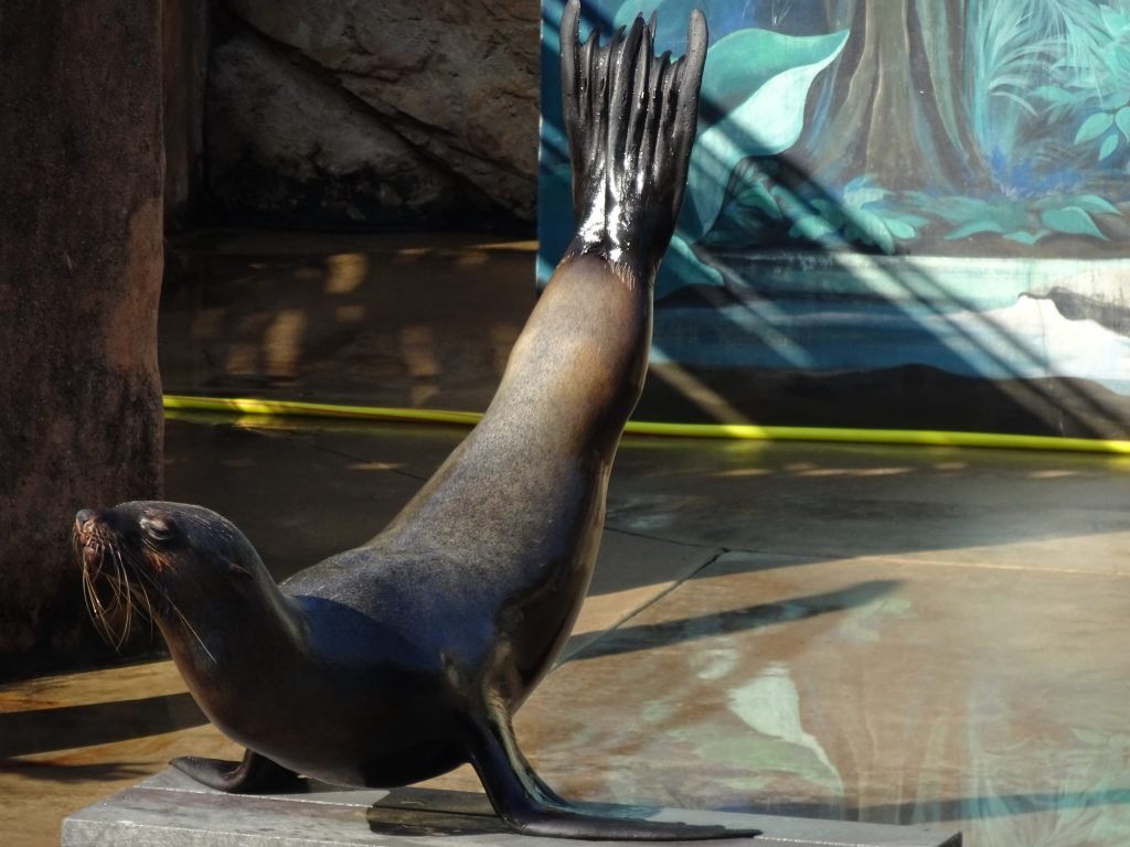 Seals performing acrobats at uShaka Marine Park