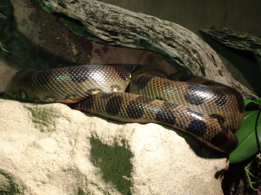 Snakes at uShaka