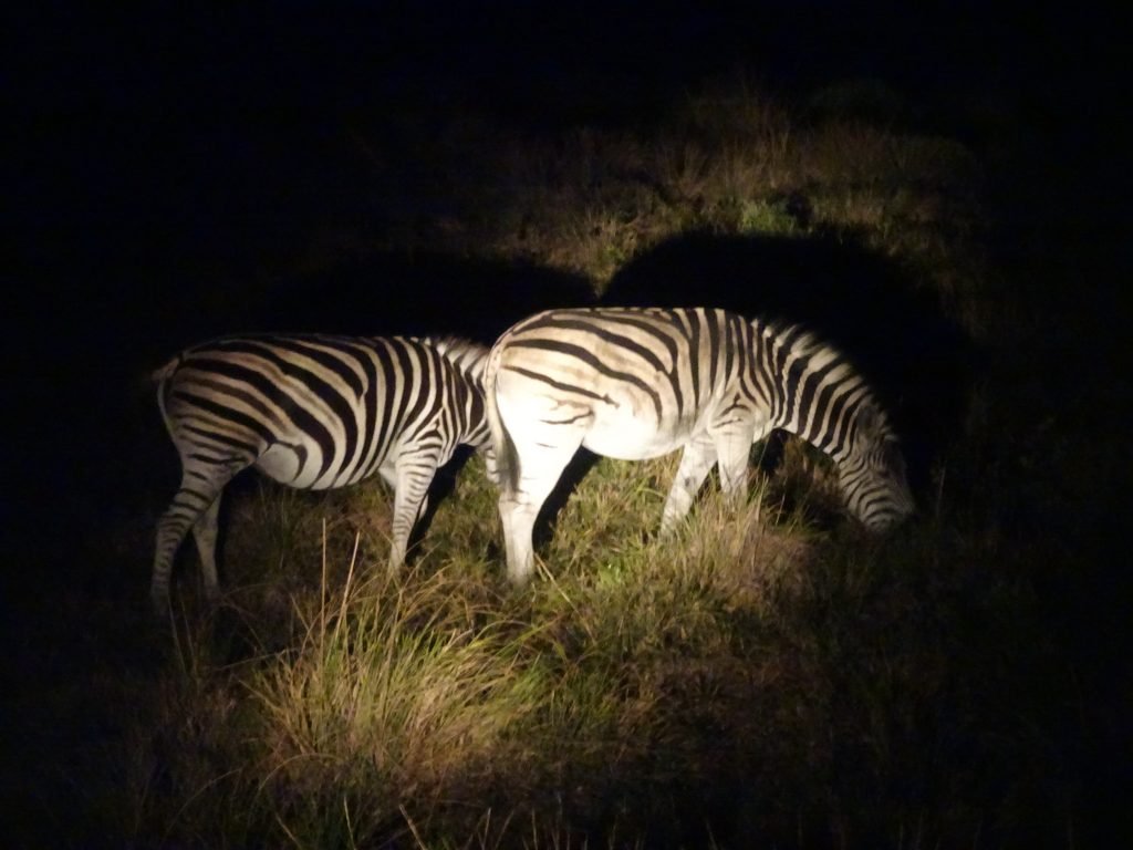 Zebras at iSimangaliso