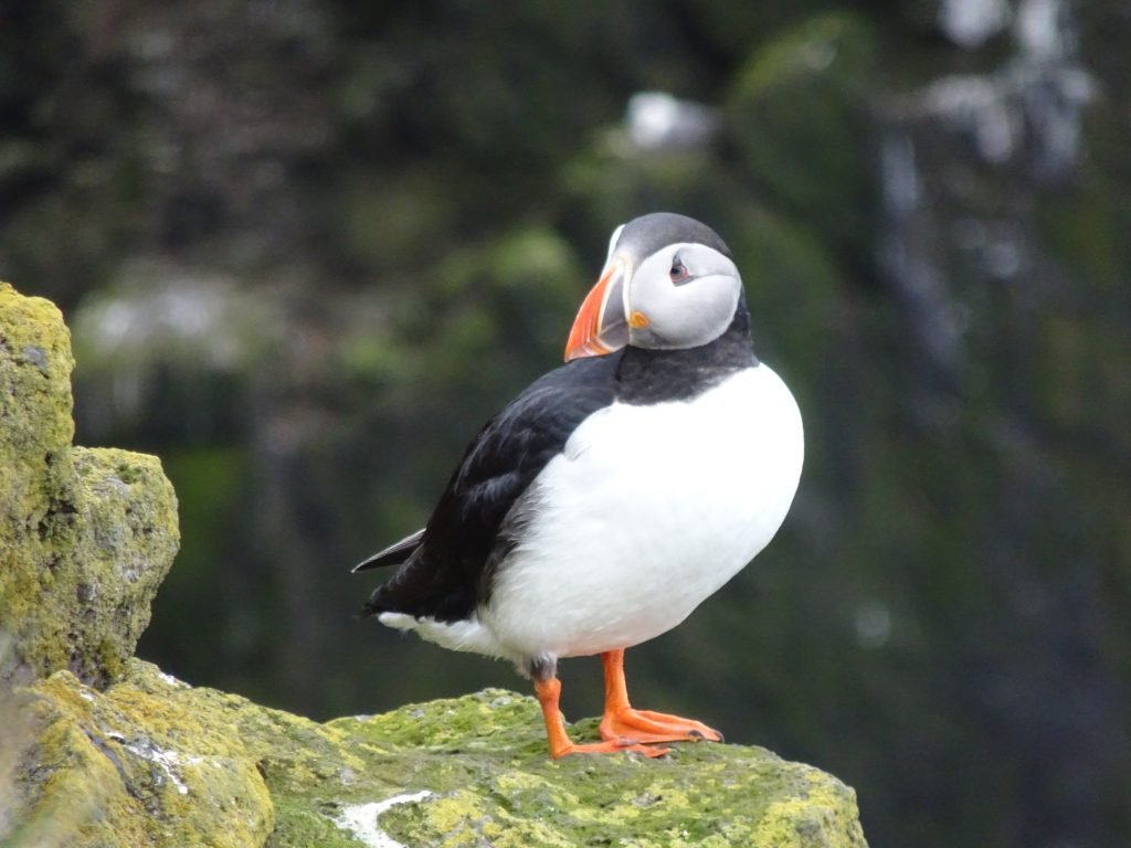 Puffin in West Fjords in Iceland