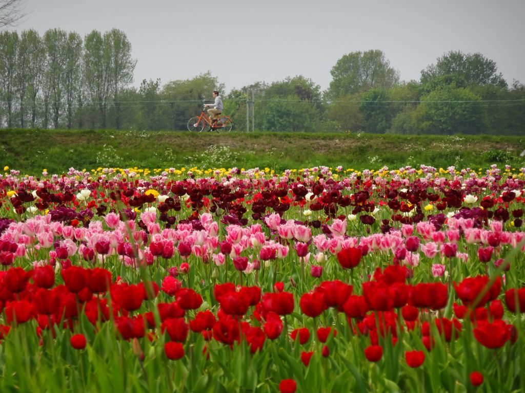 View from the boat ride at Keukenhof