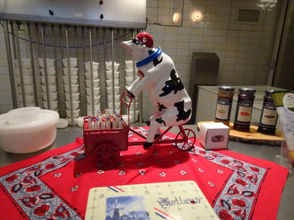 Milk Cow at Cheese Factory Volendam