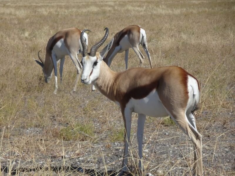 Springbok Springbock in Etosha National Park