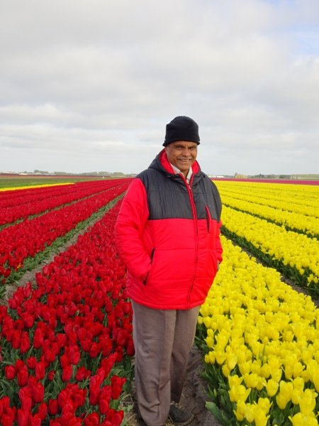 Tulips in Netherlands - Keukenhof