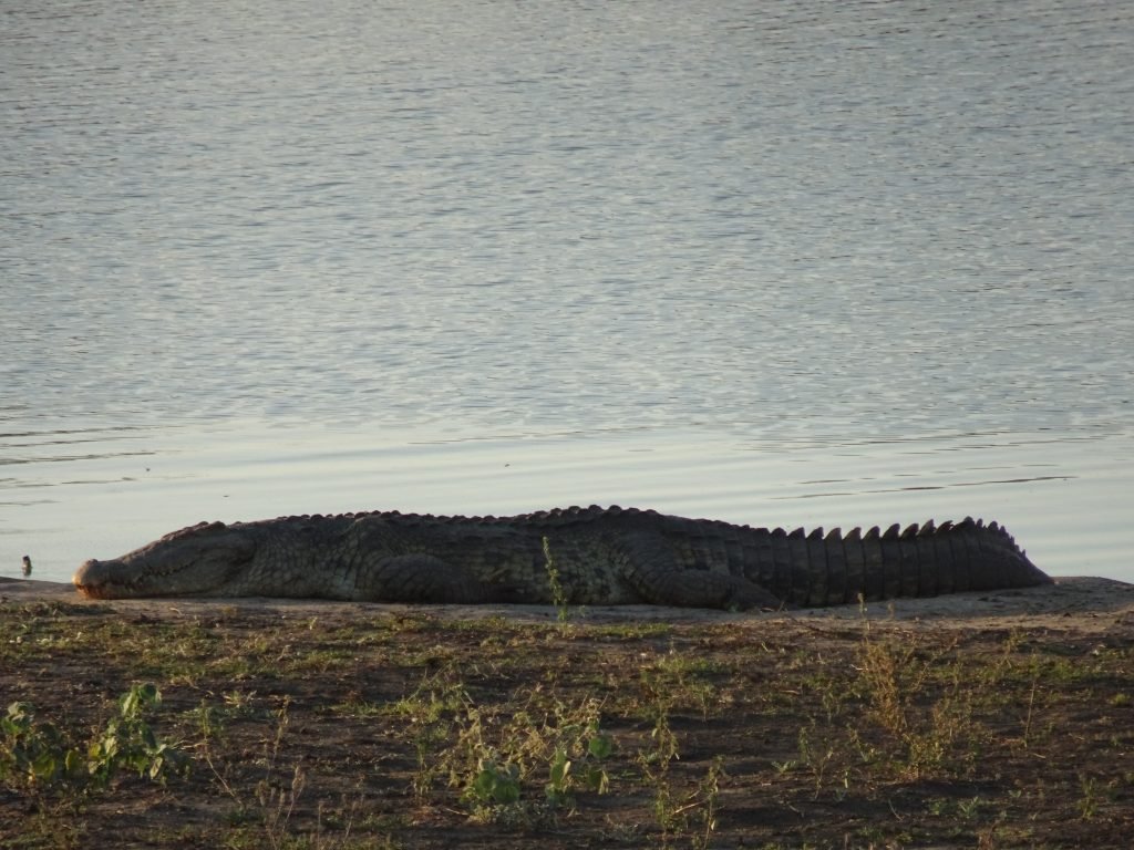 Crocodile at Nsemani Dam