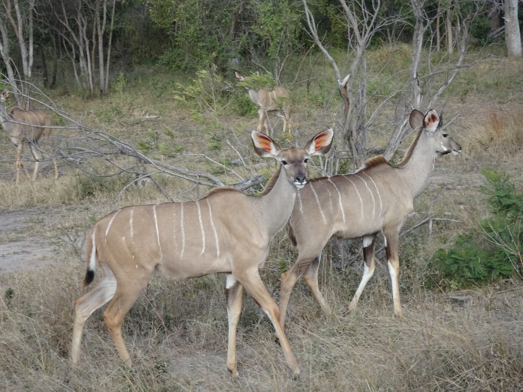 Female Kudu at EP