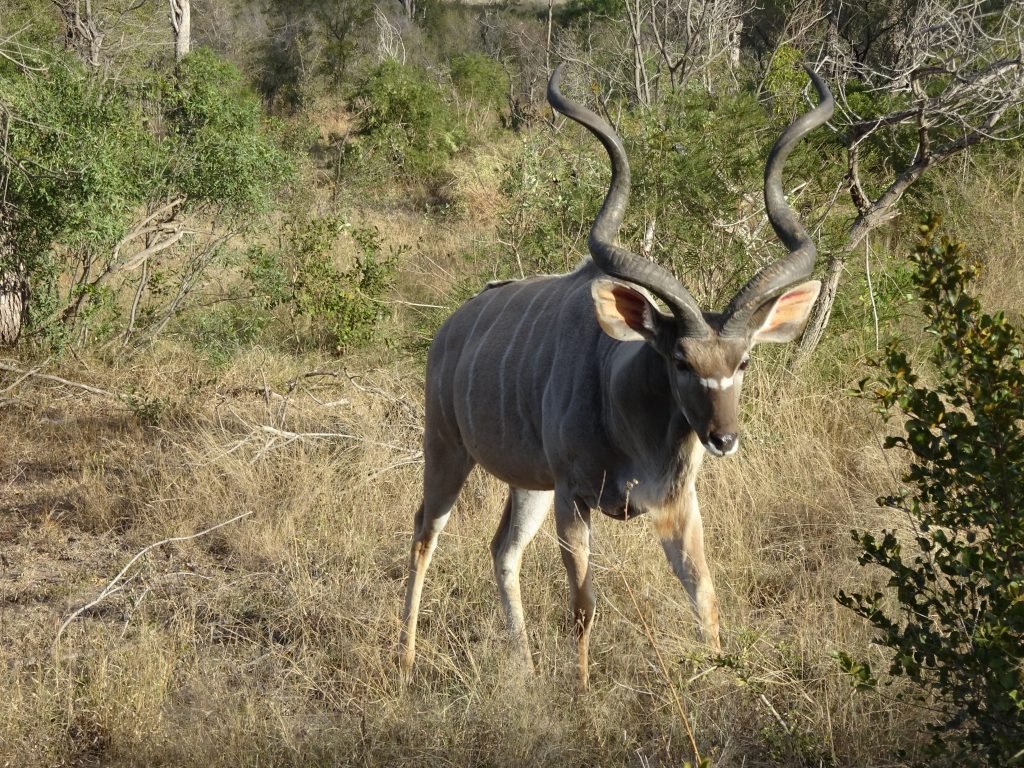 Full Male grown Kudu at EP