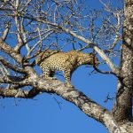 Kruger, South Africa: Detailed Itinerary and Trip Report - Part 2 (Elephant Plains)