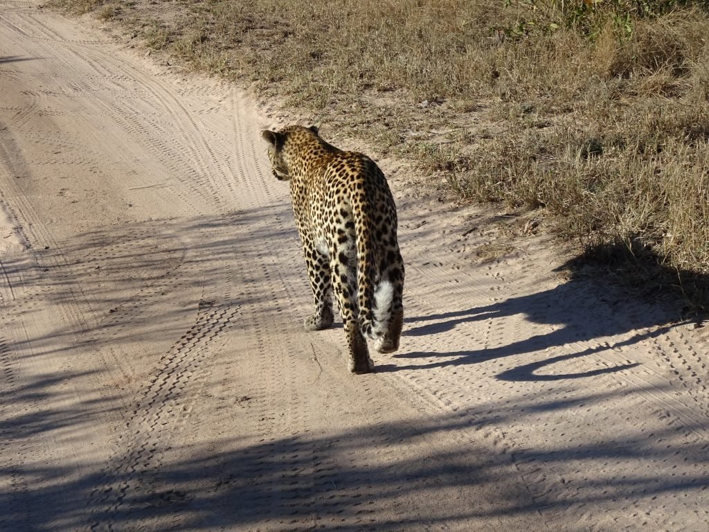 Leopard taking a stroll at EP