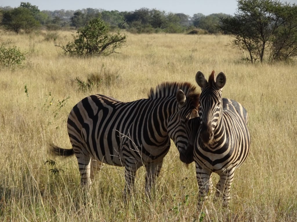 Zebra country near Satara