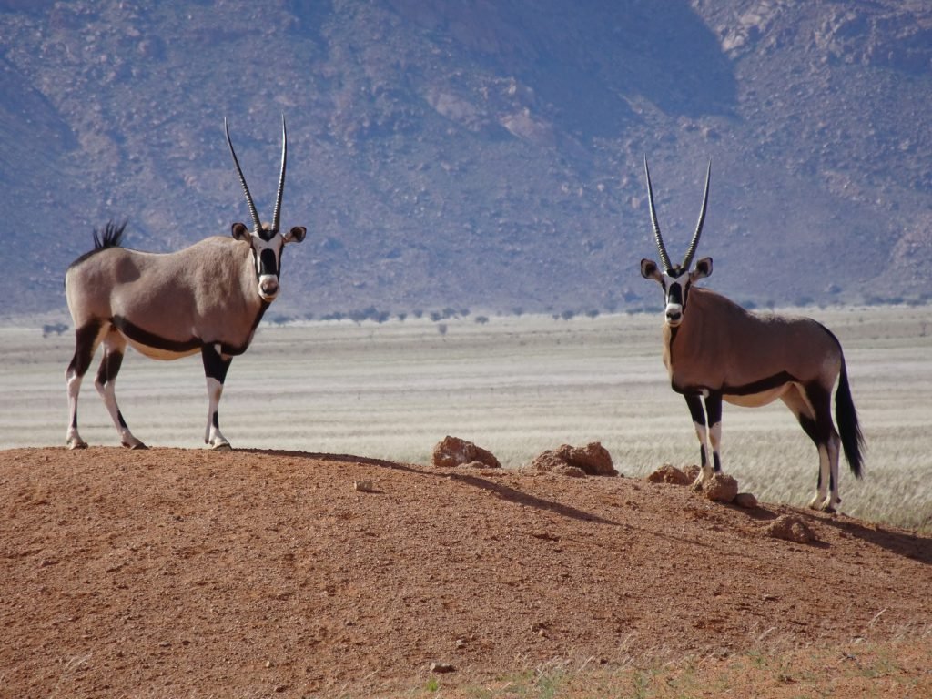 Oryx in wild in Namibia
