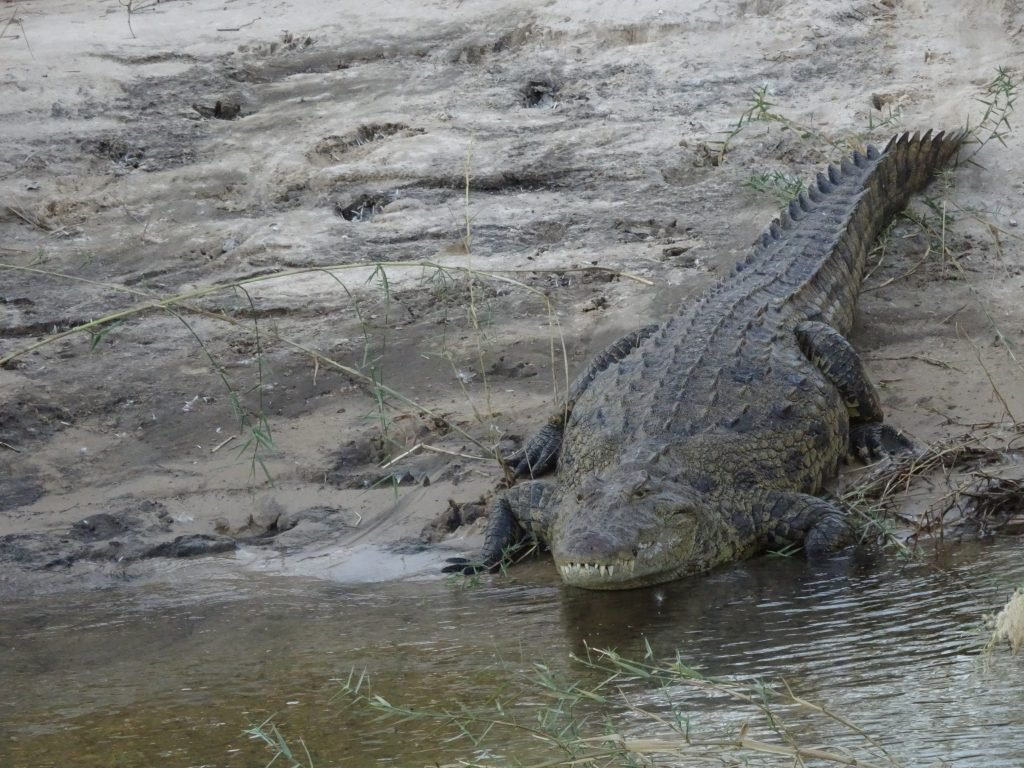 Crocodile at Divava - 2 weeks in Namibia