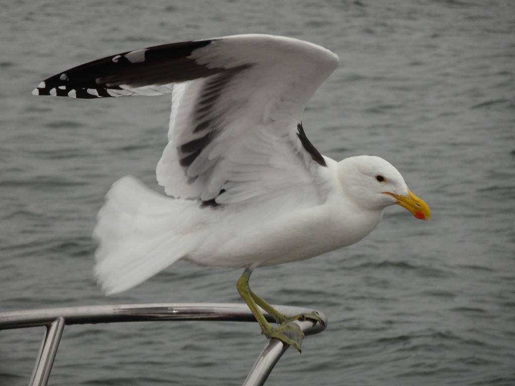 Seabird on Sandwich Harbour