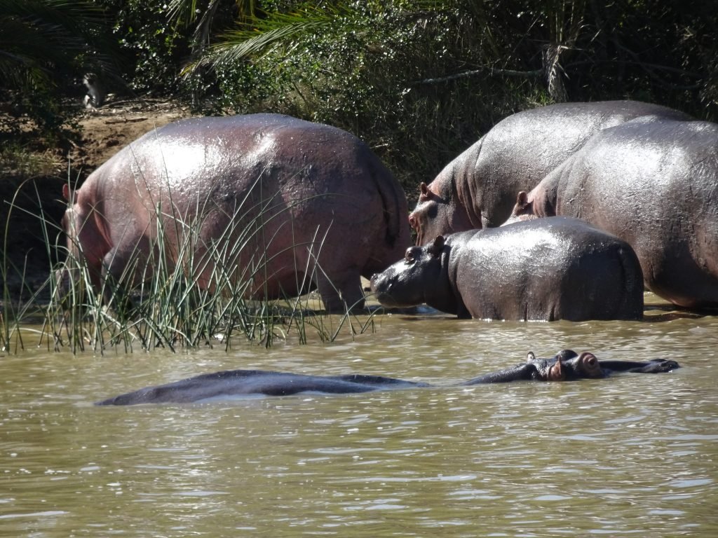 A bloat of hippos in St Lucia