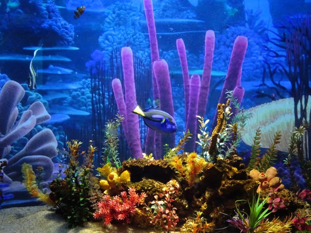 Colourful Aquarium at uShaka Marine Park