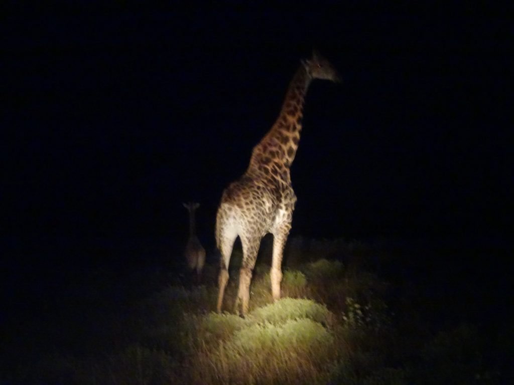 Giraffe at iSimangaliso