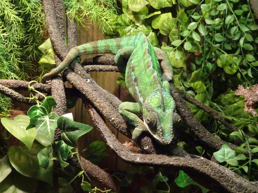 Iguana at uShaka