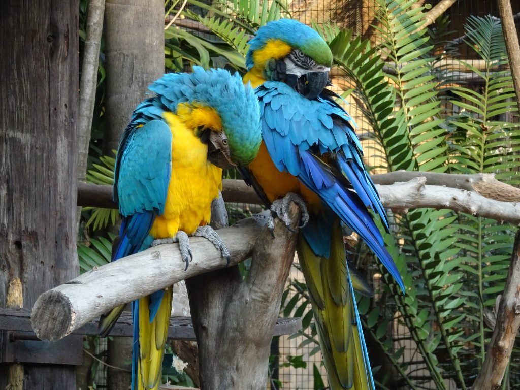 Macaws at Umgeni River Bird Park