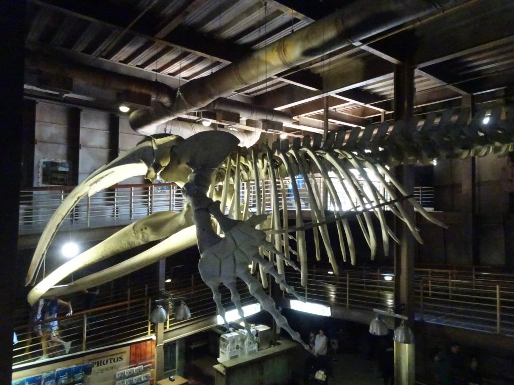 Skeleton of Southern Right Whale at uShaka