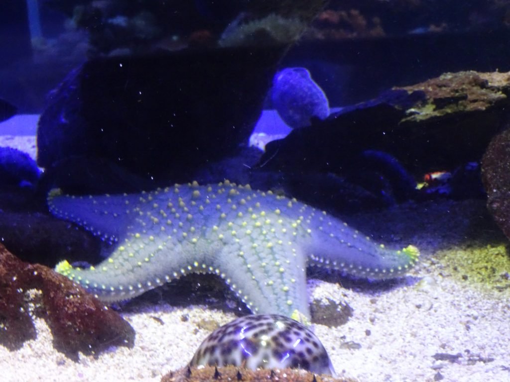 Starfish at uShaka