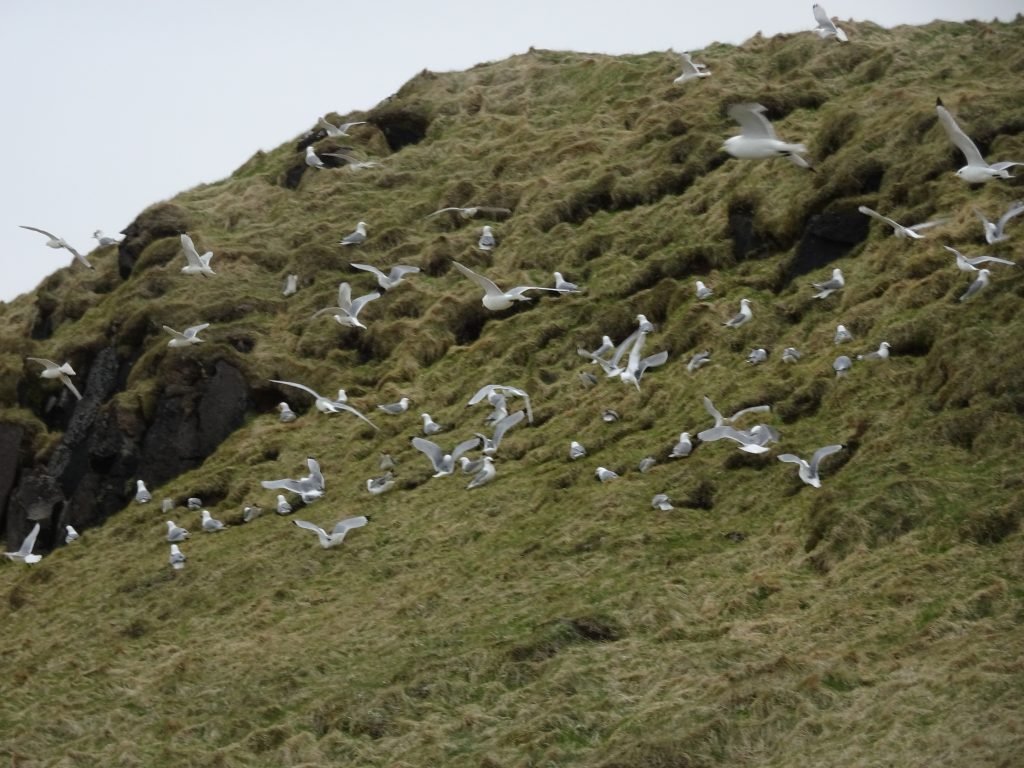 Birds at Latrabjarg Bird Cliff in Iceland