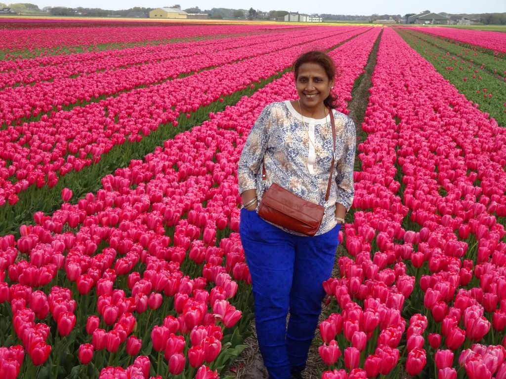 Tulip Fields North of Amsterdam