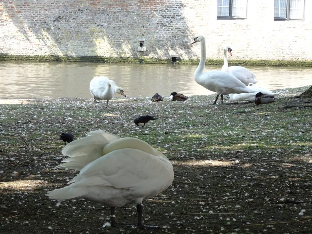 Swans at Minnewater Lake in Bruges