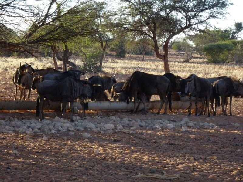 A group of Wildebeest A group of Blue Wildebeest in Kalahari