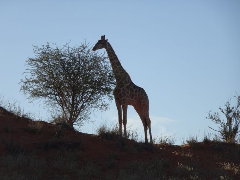 Giraffe Giraffe in Kalahari