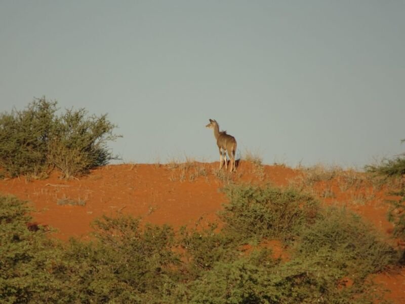 Kudu Kudu in Kalahari