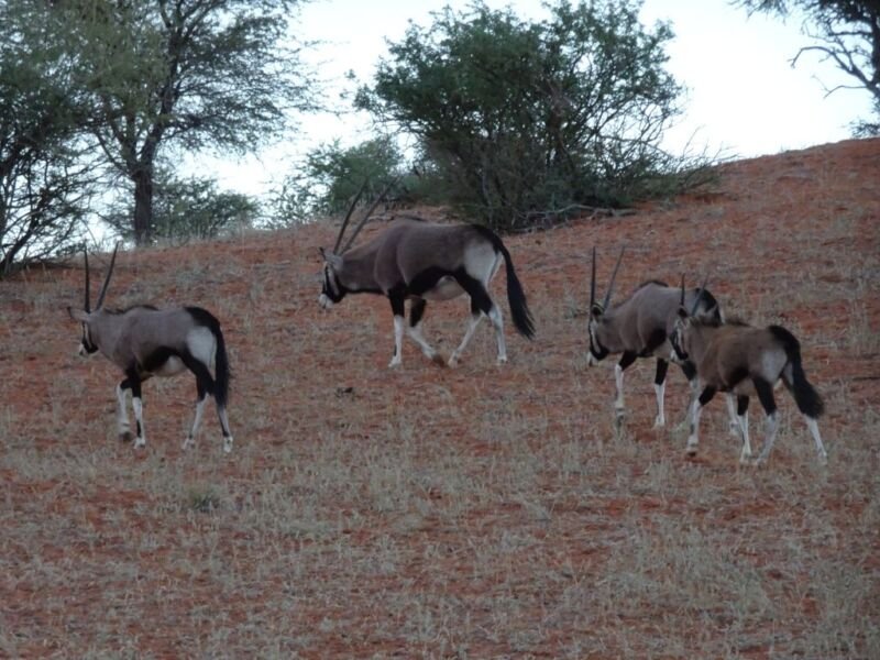 Oryx Oryx in Kalahari