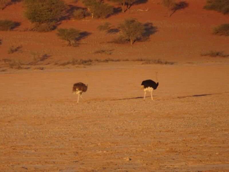 Ostrich Ostriches in Kalahari