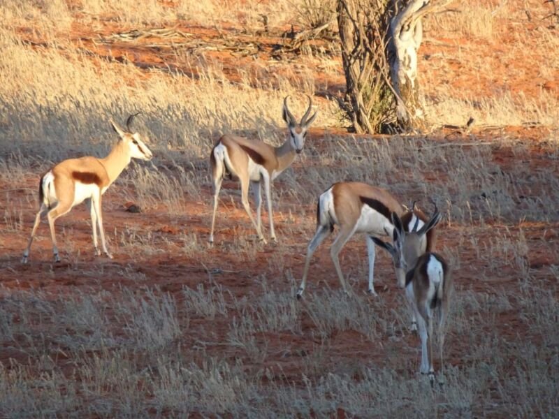 Springboks Springboks in Kalahari