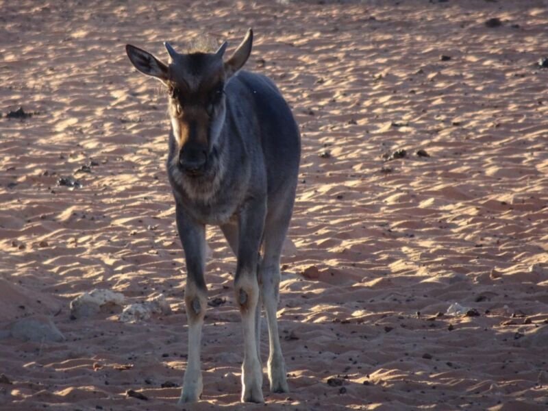 Wildebeest Blue Wildebeest in Kalahari
